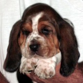 Basset Hound