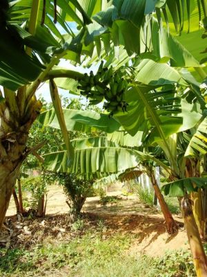 FAZENDA DE 1000 Á 1.200 HAC Á 25 MIL O HACTAR