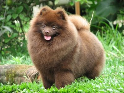 SPITZ ALEMÃO - CANIL FLOR DO TIJUCO - VENDA DE FILHOTES