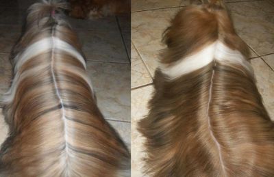 Shih-tzus pra reservas  3 machos e 1 Femea 