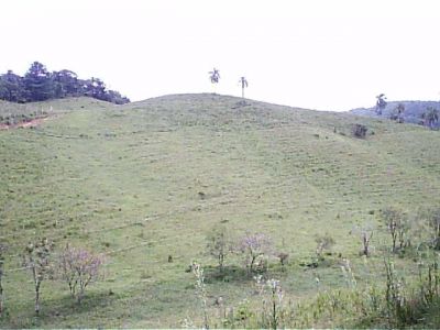 FAZENDA 153 ALQUEIRES FORMADA EM PASTO