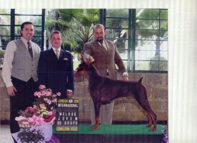 Venda de filhotes de DOBERMANN´s.