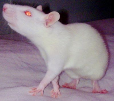 Vendo Ratos Twister.