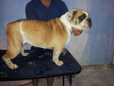 Bulldog Inglês Fêmea Adulta