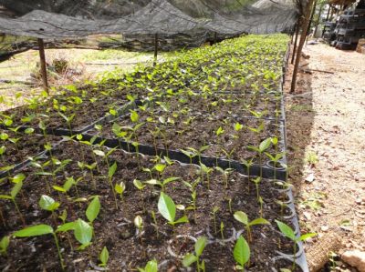 Mudas de Mogno Africano