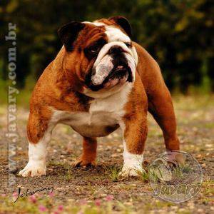 Buldogue Inglês, filhos de Grande campeão brasileiro R$2.500