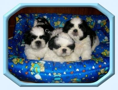 Vendo Shih-Tzu