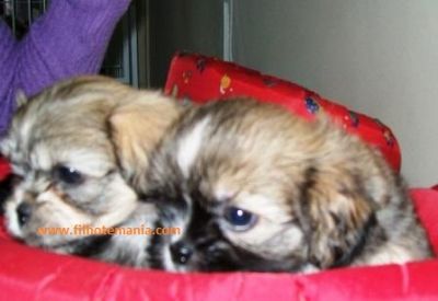 Promoção, semana, lhasa apso, Porto Alegre, pet shop,
