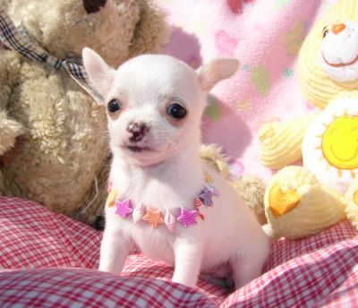 Adorável teacup micro quatro semanas de idade para doação de cachorros, filhotes são garantia de saú