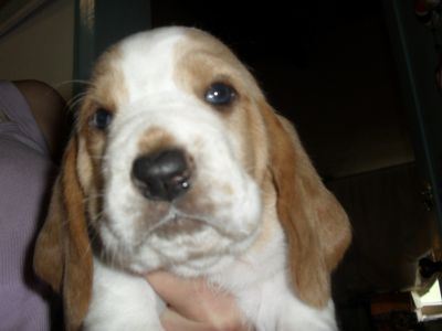 Em setembro filhotes a venmda de basset hound, pug e shih tzu