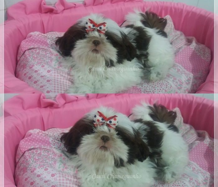 Shih Tzu Lindas Fêmeas