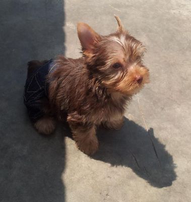 Yorkshire Chocolate - Promoção dia das Crianças