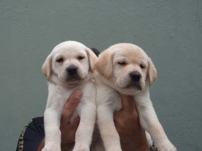 FILHOTES DE LABRADOR R$ 500.00