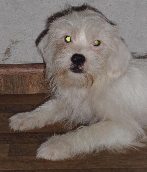 Filhote macho de Lhasa Apso Hibrido - PROMOÇÃO