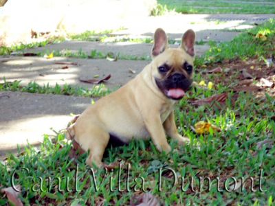 Bulldog Frances - Fêmea Dourada (da mesma cor do cão da propaganda do carro Jetta)