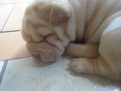 filhotes de shar-pei
