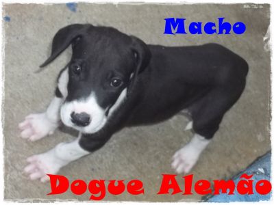Dogue Alemão  Filhote  Macho Mantado  o último  50 dias 