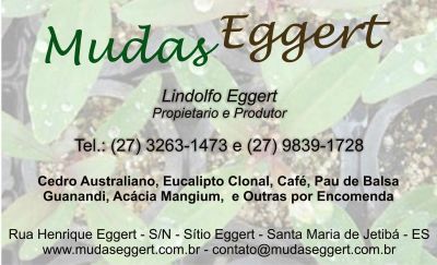 Mudas de Eucalipto (em Tubetes)