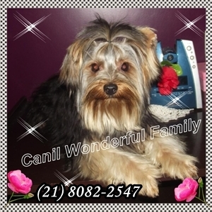 Yorkshire Excelente Padrão