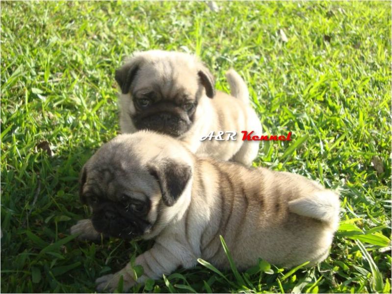Pug filhotes em Curitiba - lindos machos e fêmeas com pedigree