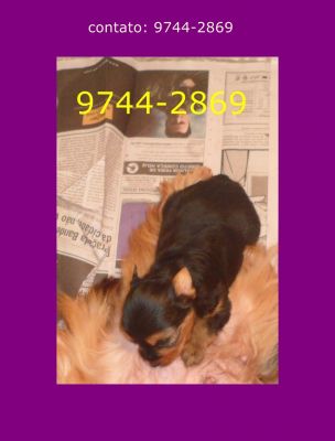 filhotes de yorkshire com pedigree