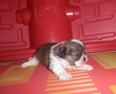 Filhote de Lhasa Apso