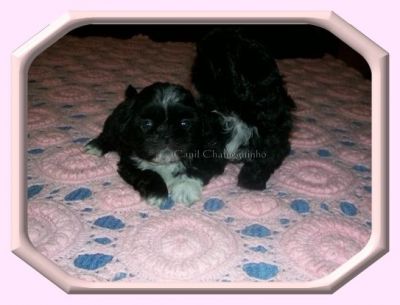 Vendo Shih-Tzu