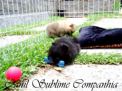 Spitz Alemão / Lulu da Pomerania - Filhotes com Pedigree a venda