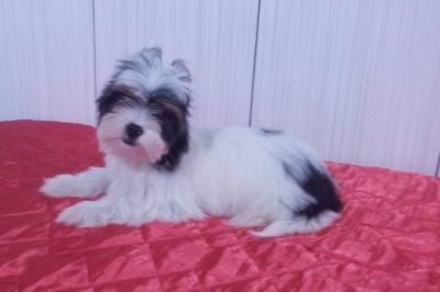 Biewer Yorkshire Terrier - Último Filhote