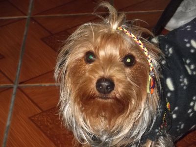 vendo yorkshire femea adulta 18 meses