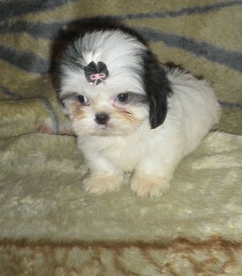 Filhote de Lhasa Apso