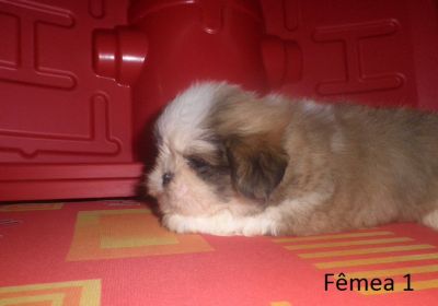 Filhote de Shih Tzu - Promoção