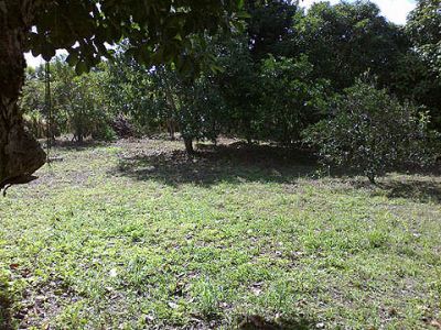 Sítio a venda em Conceição do Jacuípe, Bahia