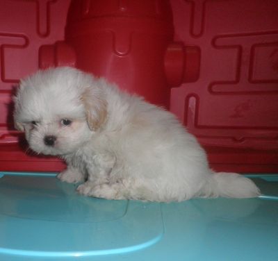 Filhote de Lhasa Apso