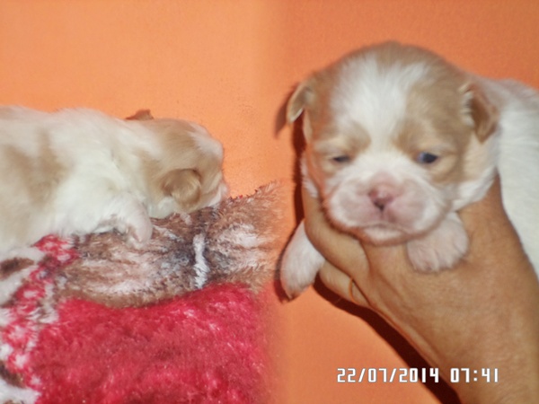 Shih tzu, um amigo inesquecivel