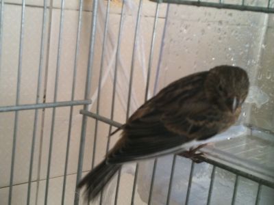 LINDOS CANÁRIOS A VENDA