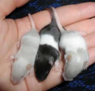 Vendo camundongos vendo camundongos vendo neonatos vendo ratos vendo rato roedor roedores