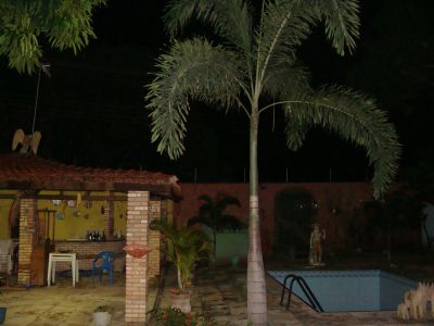 PALMEIRA RABO DE RAPOSA MUDAS 