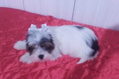 Biewer Yorkshire Terrier - Último Filhote