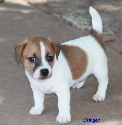 Jack Russell terrier cachorros olhando para as casas de carinho e boa