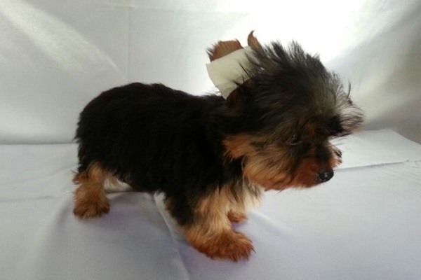 Filhote Macho de Yorkshire Terrier Micro
