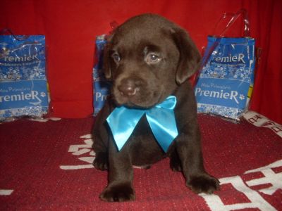 canilgrassini de labrdor retriver no rio de janeiro