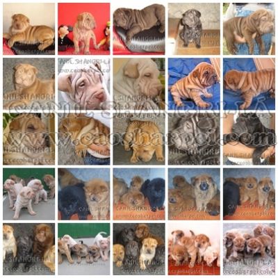 .CANIL SHANGRI-LÁ, SHARPEI & CHOW-CHOW EM ATÉ 18X