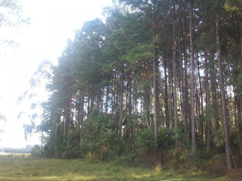 Turvo Morro Chato terreno sítio venda