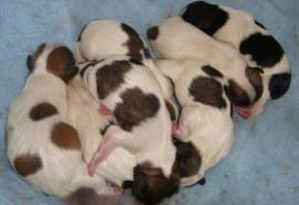 lindos filhotes de shitzu,lhasa-apso,chiuhaua,poodle,yorshire