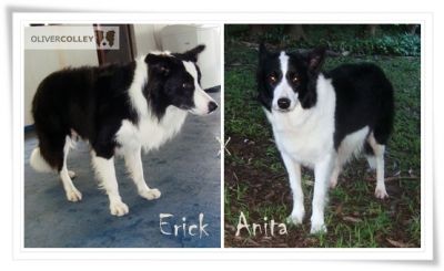 Border Collie com Pedigree