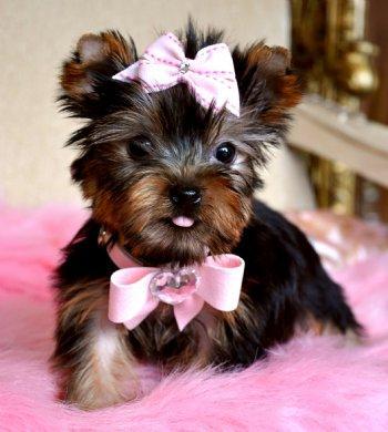 filhotes de cachorro de Yorkie