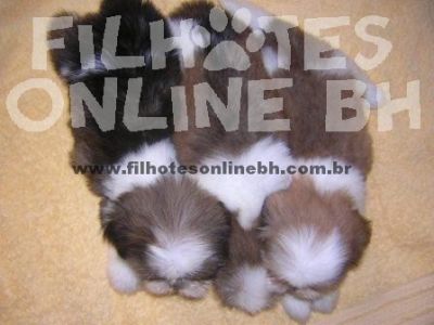 filhotes de shih tzu