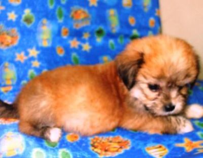 Filhotes, Lhasa Apso, Porto Alegre,