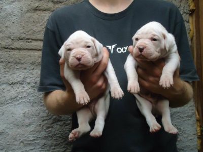 Lindos Filhotes de Boxer Brancos